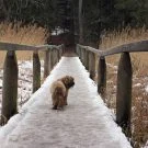 tibetan-terrier