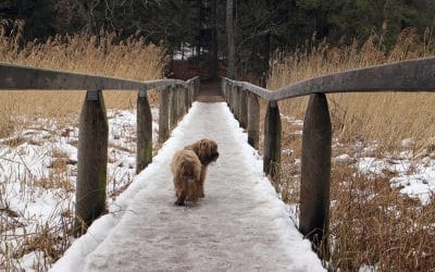 A Voice For Animals