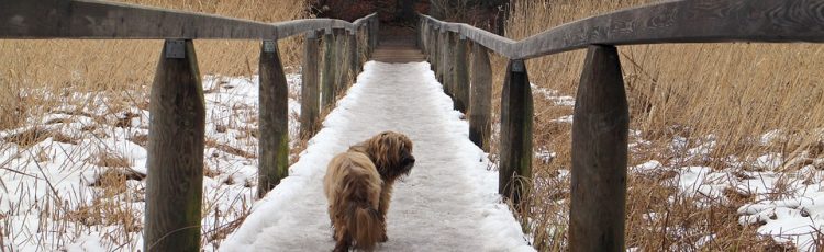 tibetan-terrier