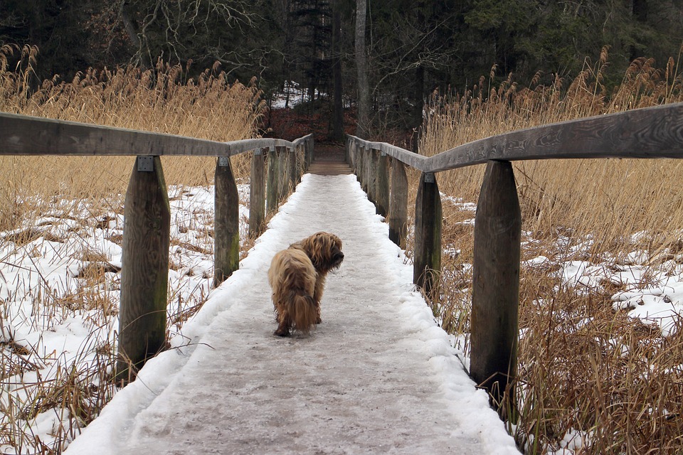 tibetan-terrier