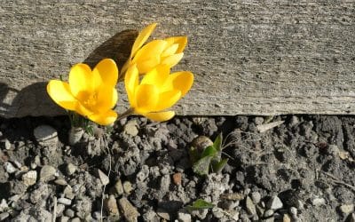 Dying Matters Week 2019